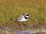 Bontbekplevier - Common Ringed Plover