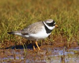 Bontbekplevier - Common Ringed Plover
