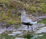 Bonte Strandloper - Dunlin