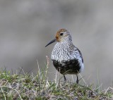 Bonte Strandloper - Dunlin