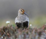 Bonte Strandloper - Dunlin