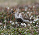 Bonte Strandloper - Dunlin