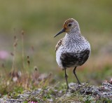 Bonte Strandloper - Dunlin