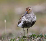 Bonte Strandloper - Dunlin