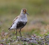 Bonte Strandloper - Dunlin