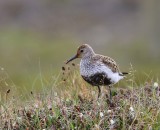 Bonte Strandloper - Dunlin