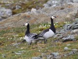 Brandganzen - Barnacle Geese