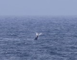 Bultrug - Humpback Whale