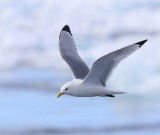 Drieteenmeeuw - Black-legged Kittiwake