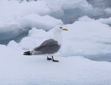 Drieteenmeeuw - Black-legged Kittiwake
