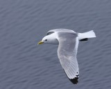Drieteenmeeuw - Black-legged Kittiwake