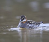 Grauwe Franjepoot - Red-necked Phalarope
