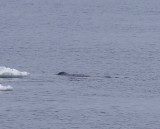 Groenlandse Walvis - Bowhead Whale