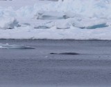 Groenlandse Walvis - Bowhead Whale