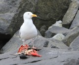 Grote Burgemeester - Glaucous Gull