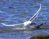 Grote Burgemeester - Glaucous Gull