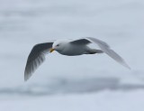Grote Burgemeester - Glaucous Gull