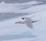 Grote Burgemeester - Glaucous Gull