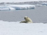IJsbeer - Polar Bear