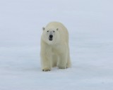 IJsbeer - Polar Bear