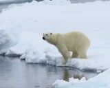 IJsbeer - Polar Bear
