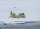 IJsbeer - Polar Bear