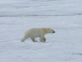 IJsbeer - Polar Bear