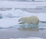 IJsbeer - Polar Bear