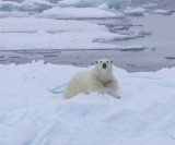 IJsbeer - Polar Bear