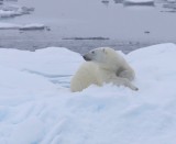 IJsbeer - Polar Bear
