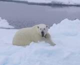 IJsbeer - Polar Bear