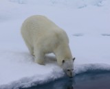 IJsbeer - Polar Bear
