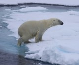 IJsbeer - Polar Bear