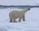 IJsbeer - Polar Bear