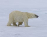 IJsbeer - Polar Bear