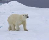 IJsbeer - Polar Bear