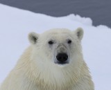 IJsbeer - Polar Bear