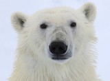 IJsbeer - Polar Bear