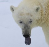IJsbeer - Polar Bear