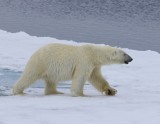 IJsbeer - Polar Bear