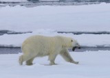 IJsbeer - Polar Bear