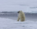 IJsbeer - Polar Bear