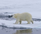 IJsbeer - Polar Bear