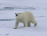 IJsbeer - Polar Bear