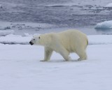IJsbeer - Polar Bear