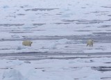IJsberen - Polar Bears