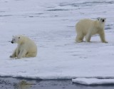 IJsberen - Polar Bears