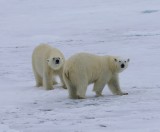 IJsberen - Polar Bears