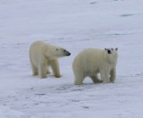 IJsberen - Polar Bears