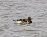 IJseend - Long-tailed Duck